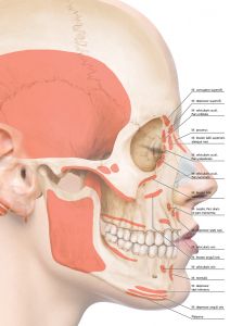 Baş l Boyun l Yüz - Resimli Klinik Anatomi Atlası