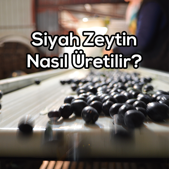 Siyah Zeytin Nasıl Üretilir?