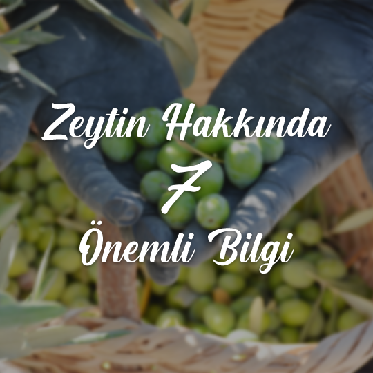 Zeytin Hakkında Bilinmesi Gereken 7 Önemli Bilgi