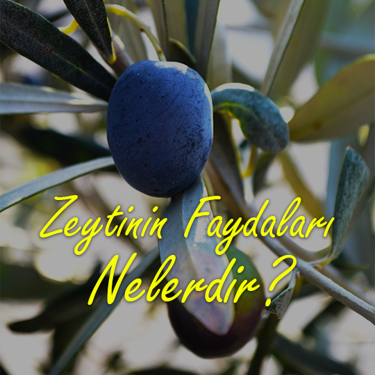 Zeytinin Faydaları Nelerdir?