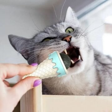Dondurma Tasarımlı Kedi Otu Nanesi