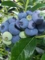 Maviyemiş - Blueberry - Yaban mersini fidanı çeşitleri
