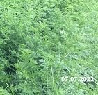 Sweet wormwood - Artemisia annua