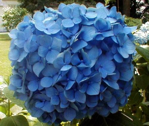 Hydrangea macrophylla Nikko Blue