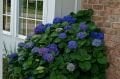 Hydrangea macrophylla Nikko Blue