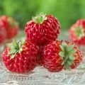 Framberry Red Dream - Ahududu aromalı çilek