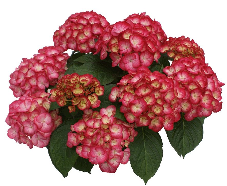 Hydrangea macrophylla Gräfin Cosel - Çok tonlu kırmızı beyaz ortanca fidanı