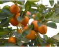 Gora Goverla persimmon - Diospyros x Gora Goverla