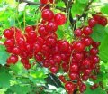 Ribes rubrum Jonkheer van Tets - Kırmızı frenk üzümü fidanı