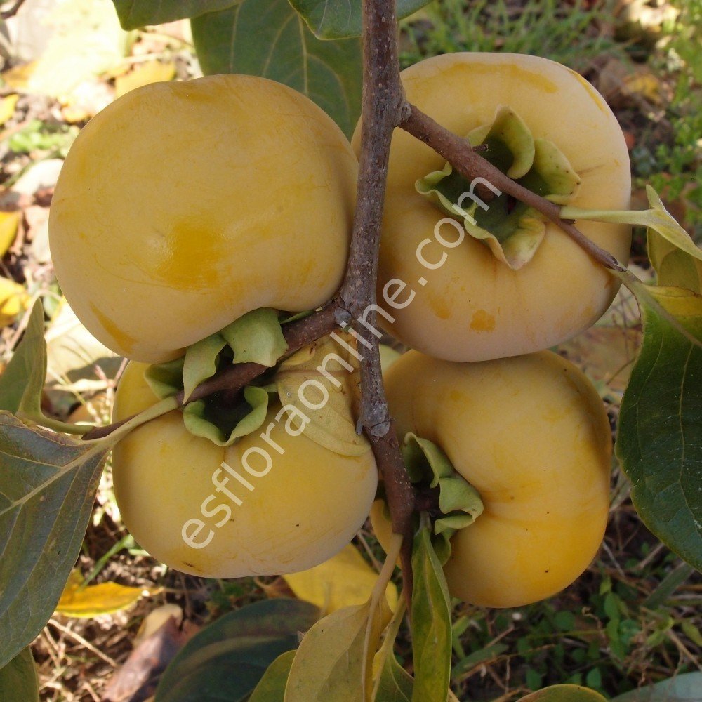 Gora Roman Kosh hybrid persimmon - Diospyros x Gora Roman Kosh