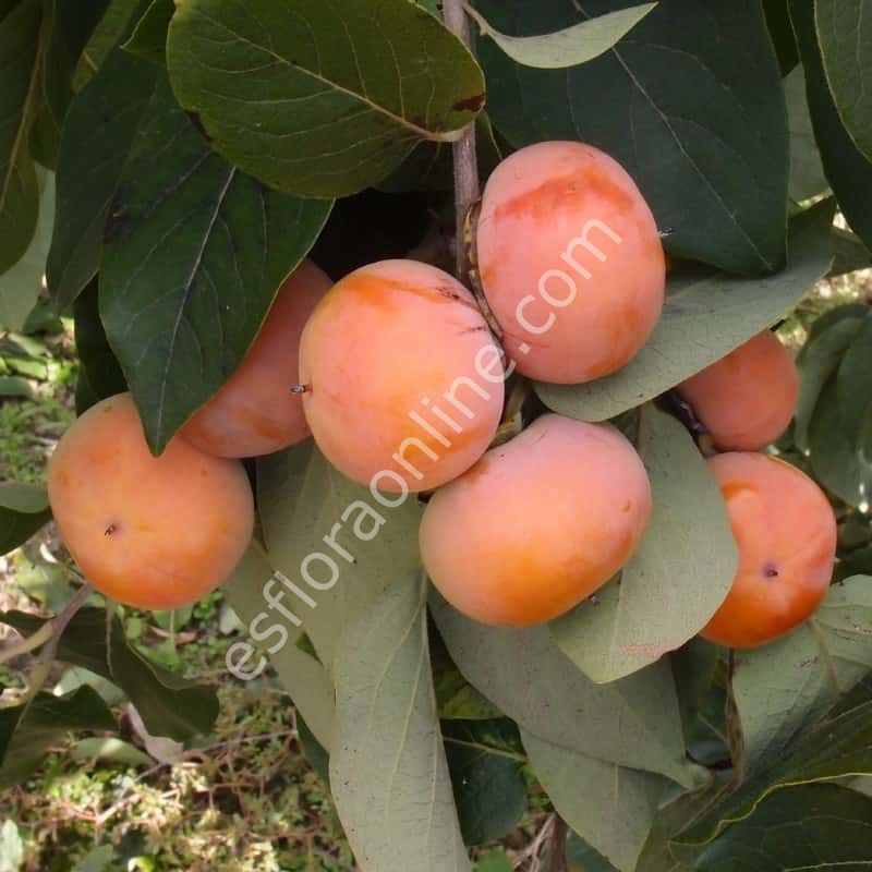 Barbra's Blush American persimmon - Diospyros virginiana Barbra's Blush