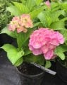 Hydrangea macrophylla Bodensee