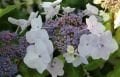 Hydrangea macrophylla Mariesii Perfecta