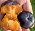 Black American Persimmon - Diospyros virginiana G-78