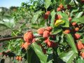Seedless che - Chinese mulberry - Cudrania tricuspidata Seedless
