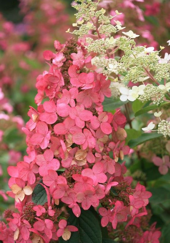 Hydrangea paniculata Pink Diamond - Pembe çiçekli ağaç ortanca fidanı