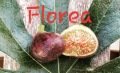 Florea incir fidanı - Ficus carica Florea