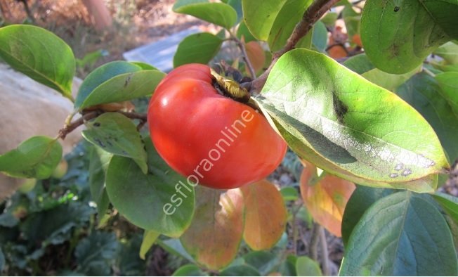 Izu Erkenci Cennet Elması - Trabzon hurması fidanı - Diospyros kaki Izu