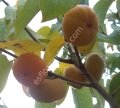 Siyah Amerikan hurması fidanı (D.virginiana) G-78