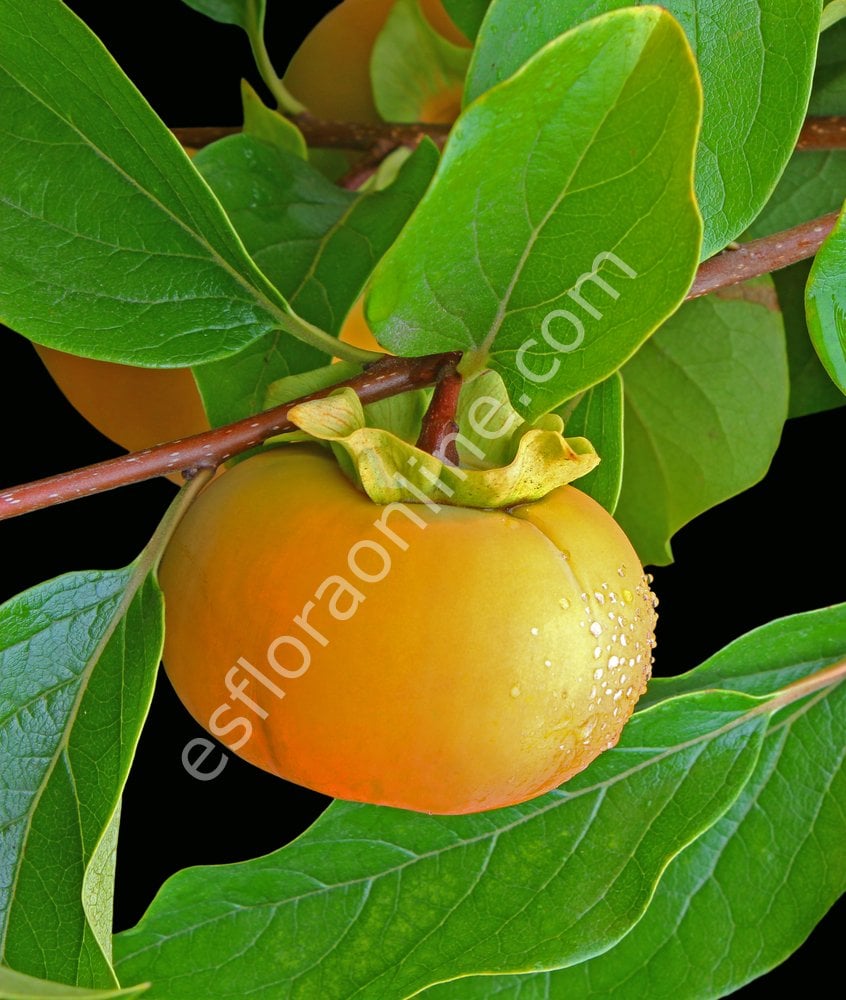 Matsumoto Wase Fuyu Erkenci Cennet Elması - Trabzon hurması fidanı (Diospyros kaki) Matsumoto Wase Fuyu