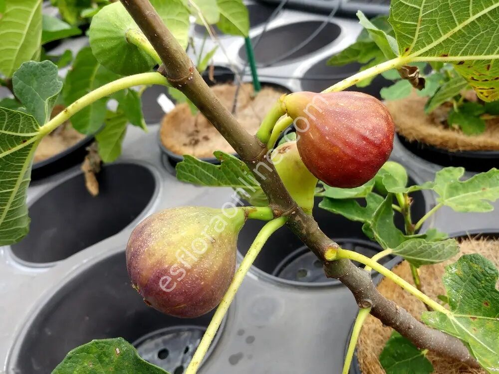 Bornholm’s Diamond incir fidanı - Ficus carica Bornholm’s Diamond