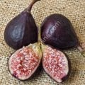Violette de Bordeaux incir fidanı - Ficus carica Violette de Bordeaux