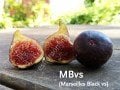 Marseilles Black VS incir fidanı - Ficus carica Marseilles Black VS