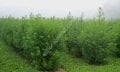 Dried leaf Artemisia annua