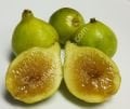 Dottato incir fidanı - Ficus carica Dottato