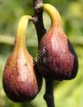 Olympian incir fidanı - Ficus carica Olympian
