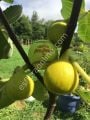 Yellow Long Neck incir fidanı - Ficus carica Yellow Long Neck