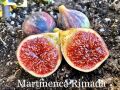 Martinenca Rimada incir fidanı - Ficus carica Martinenca Rimada