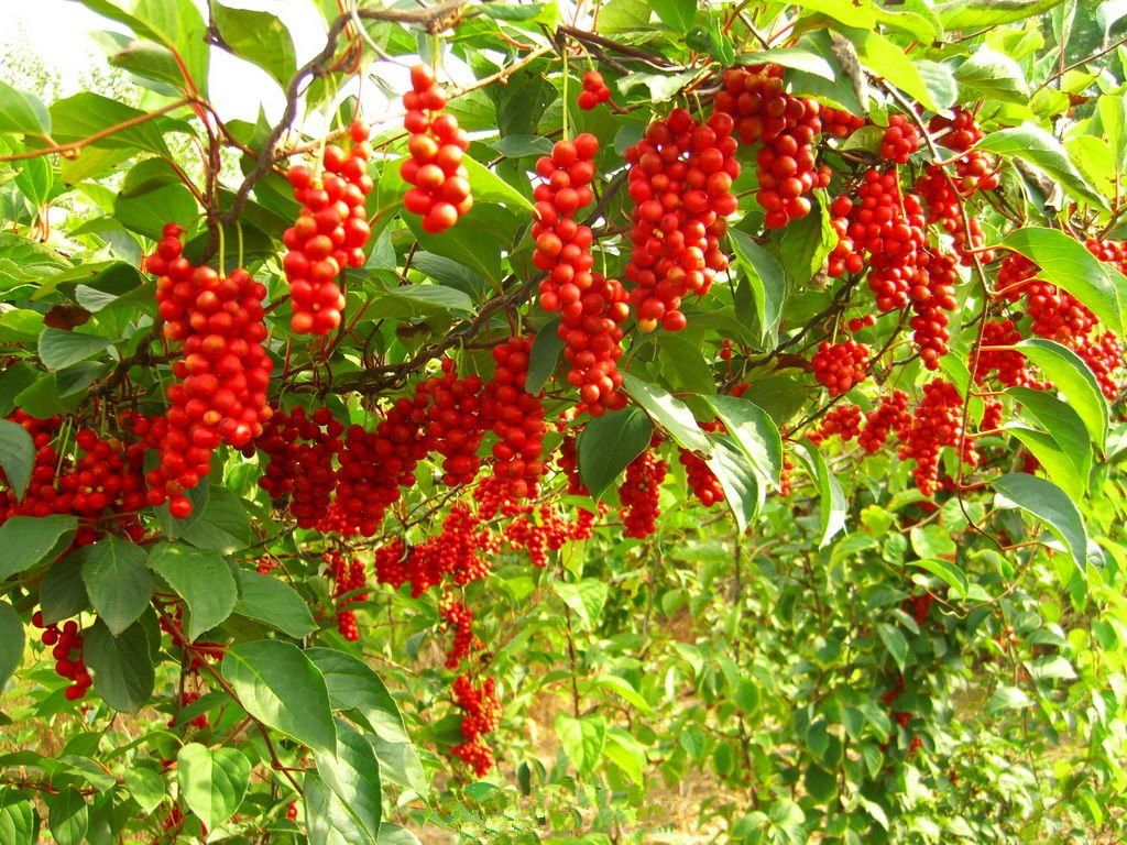 Şizandra üzümü fidanı - Vitalberry - Schisandra chinensis fidanı