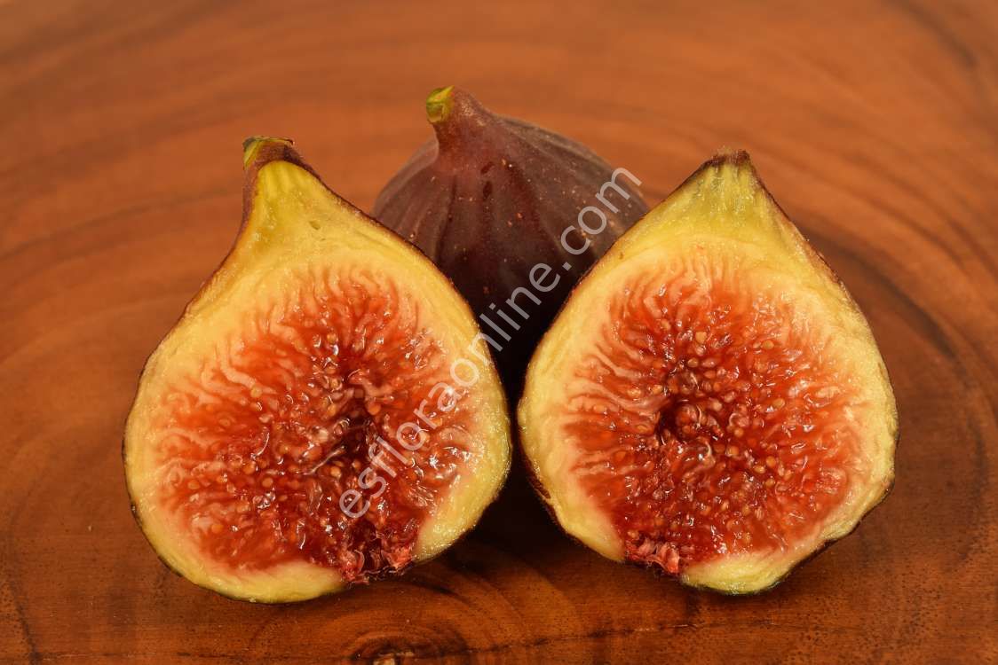 Hardy Chicago fig - Ficus carica Hardy Chicago