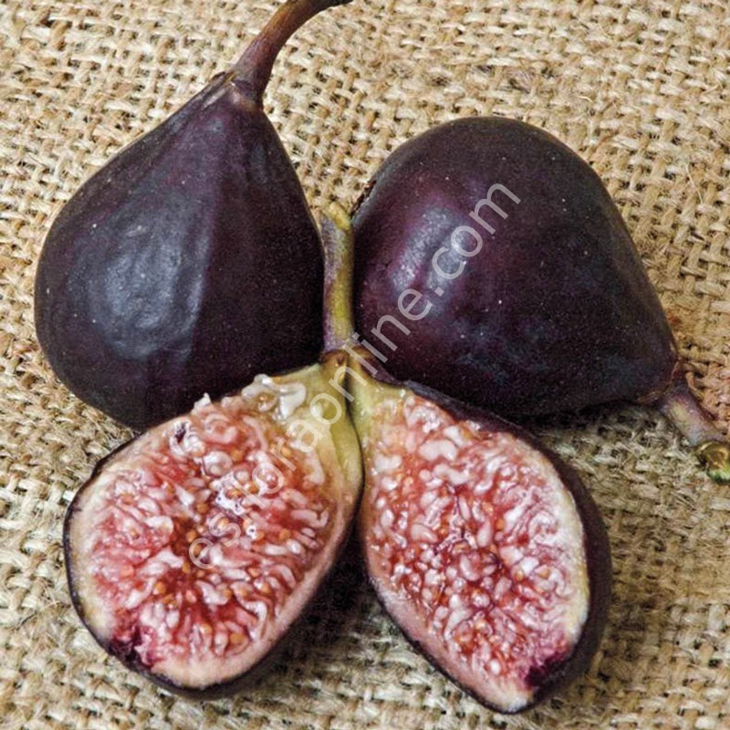 Violette de Bordeaux fig - Ficus carica Violette de Bordeaux