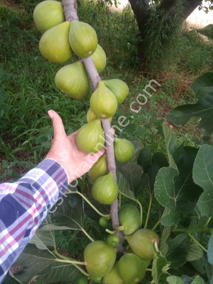 Snowball incir fidanı - Ficus carica Snowball