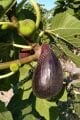 Violetta Gigante incir fidanı - Ficus carica Violetta Gigante