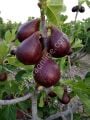 Tauro lucido incir fidanı - Ficus carica Tauro lucido