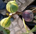 Vanessa 2 incir fidanı - Ficus carica Vanessa 2