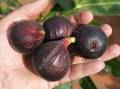Ronde de Bordeaux fig cutting