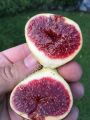 Strawberry Verte fig cutting