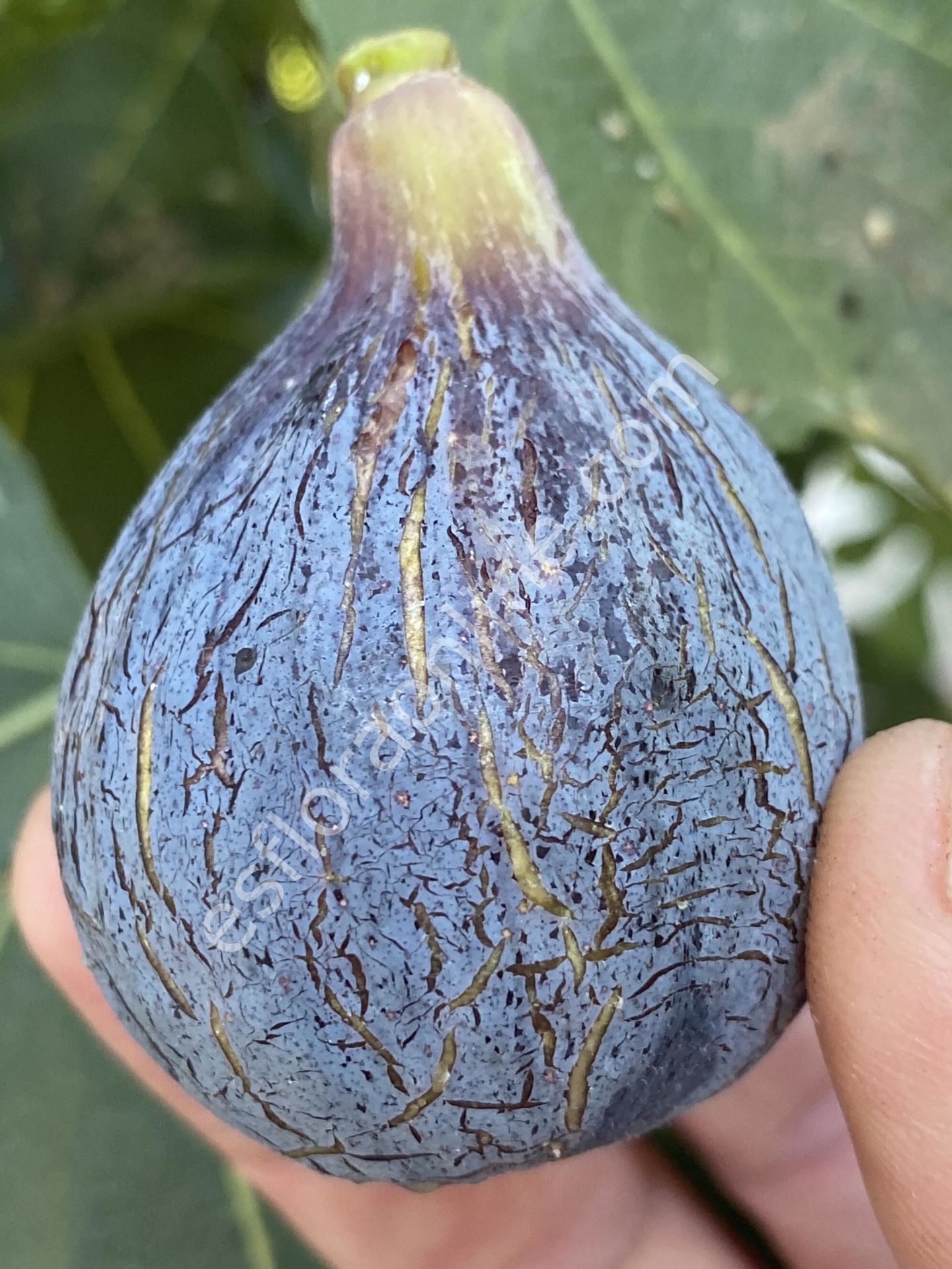 Sultane fig cutting