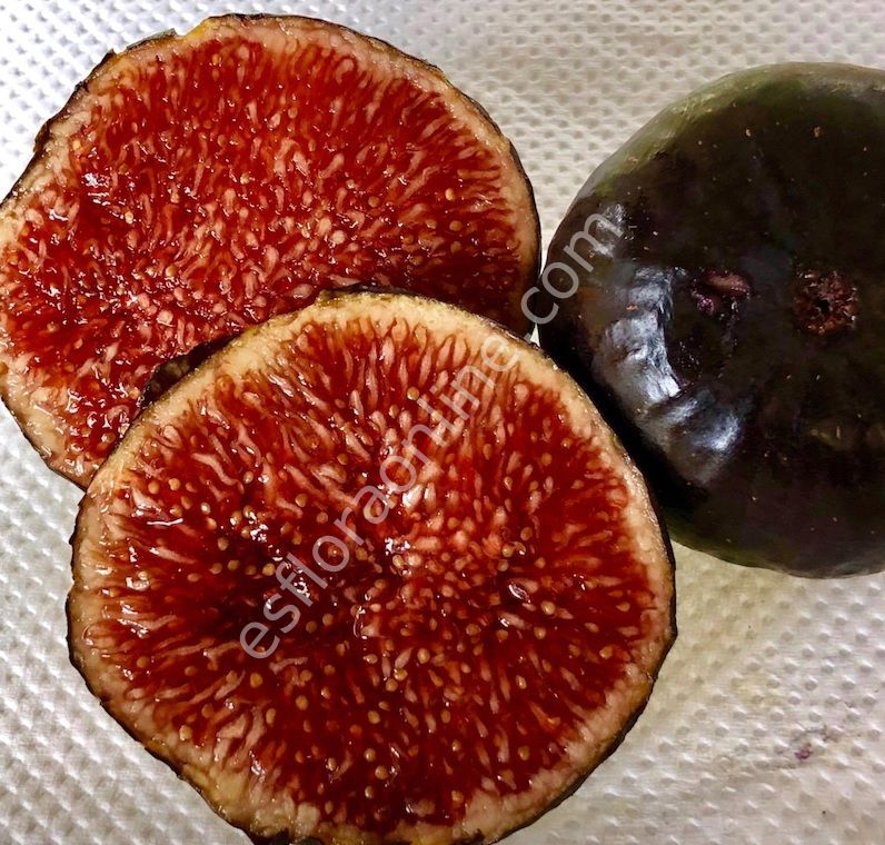 Violette de Sollies fig cutting