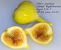 Yellow Long Neck fig cutting
