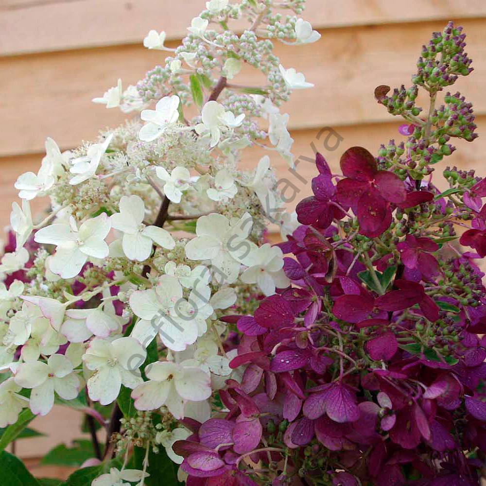 Hydrangea paniculata  'Candlelight'®