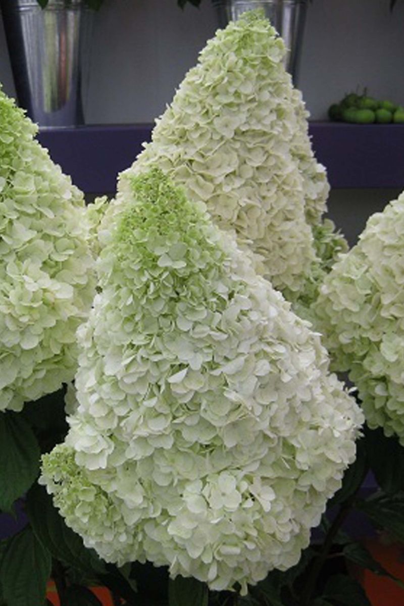 Hydrangea paniculata 'Polar Bear'®