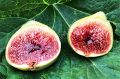 White Adriatic fig cutting