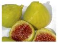 White Adriatic fig cutting