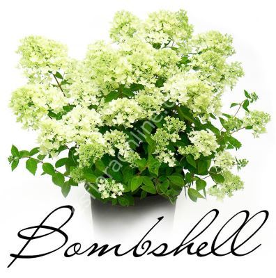 Hydrangea paniculata  'Bombshell'®