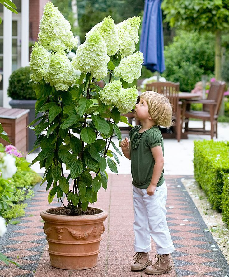 Hydrangea paniculata 'Magical Moonlight'®